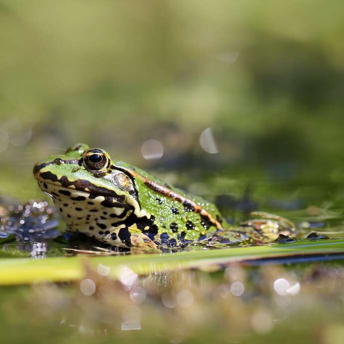 Ça bouge dans la mare !