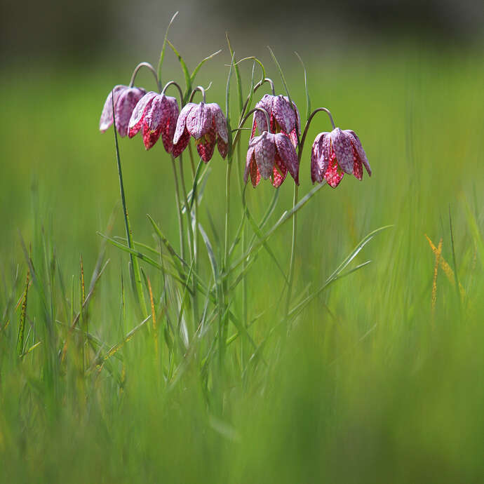 Les exceptionnelles prairies à pintades