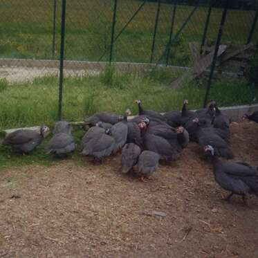 LES VOLAILLES DU GAULT