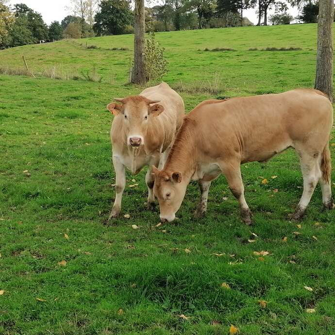 Viande bovine, Ferme de l'Aire du Bois
