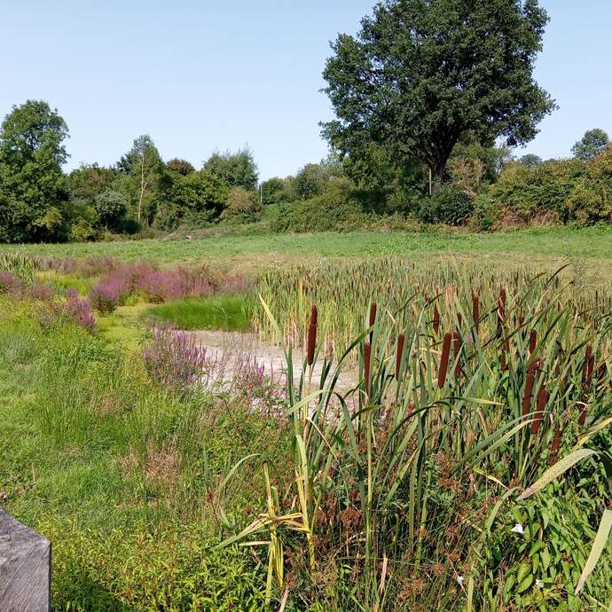 Les zones humides abritent-elles du poisson ?