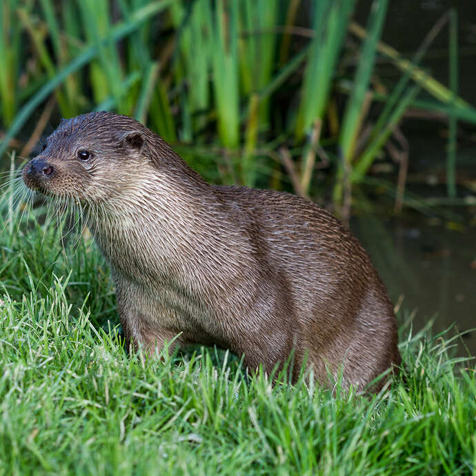 Castor, loutre et compagnie