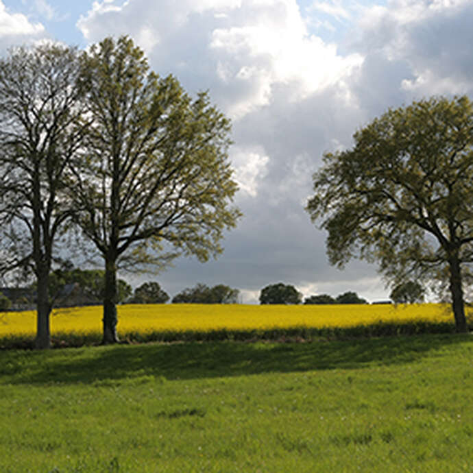 Pierre, feuille, pinceaux