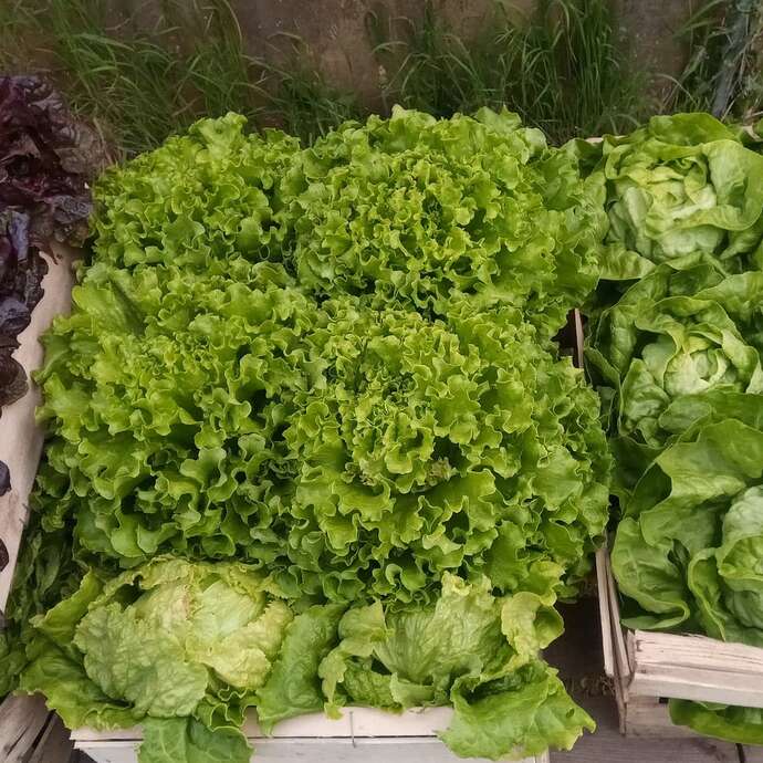 Fruits et légumes - Guiard Olivier