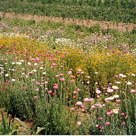 Aux Grenier du Turet