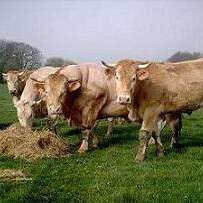 PRODUITS FERMIERS - VIANDE BOVINE