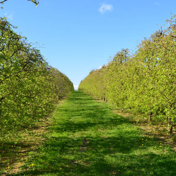 VOLAILLES - LES VERGERS DE LA ROUERIE