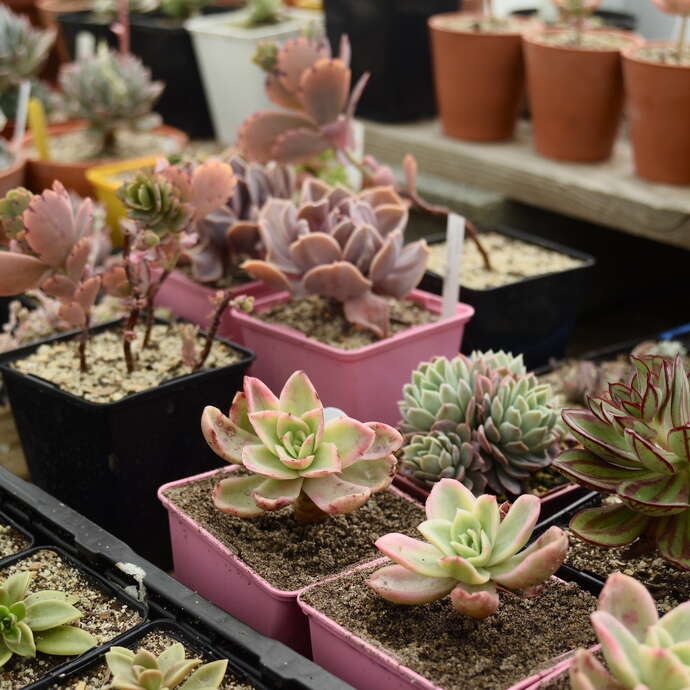 Simplement Succulentes