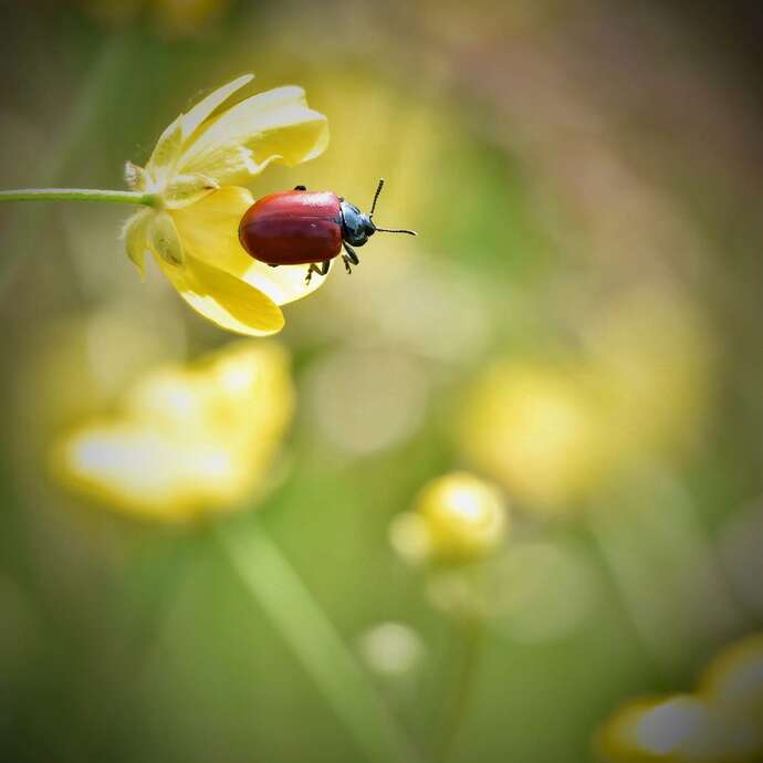 Les prédateurs de la Perrine