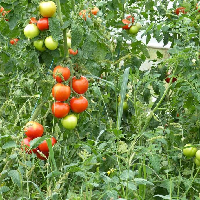 YVAN PAILLARD - MARAICHER