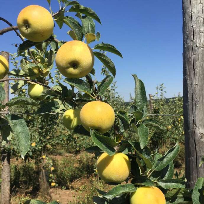 Le verger des Roches