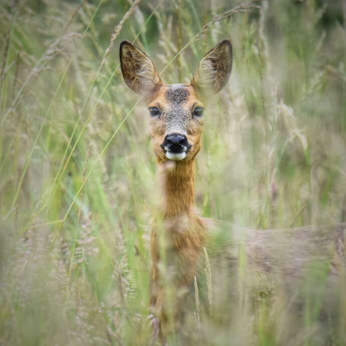Un bois plein de surprise