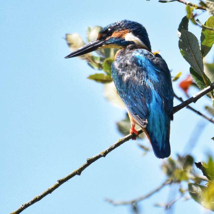 Avez-vous vu Martin?