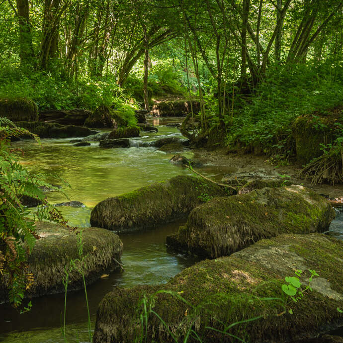 La Colmont, une rivière vivante