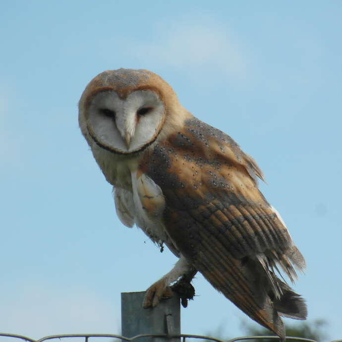 Sortie nature "Rapaces et animaux nocturnes"