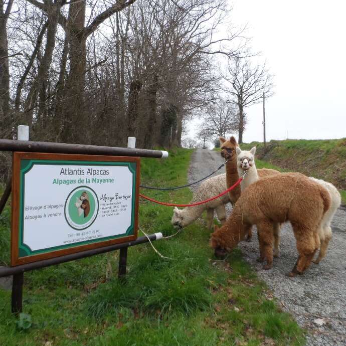 ATLANTIS ALPAGAS : LES ALPAGAS DE LA MAYENNE