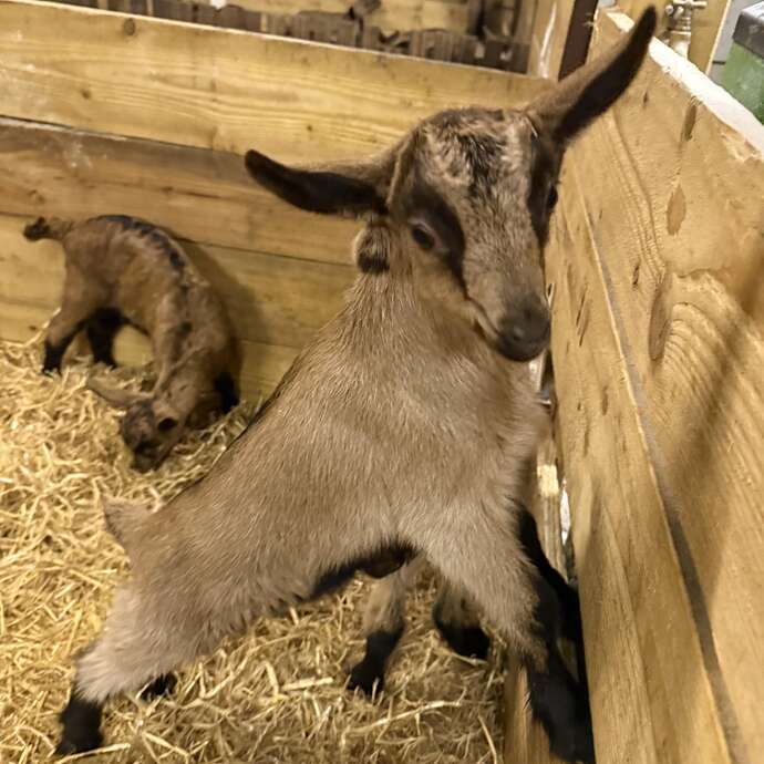 Les fromages de chèvres Le Péras