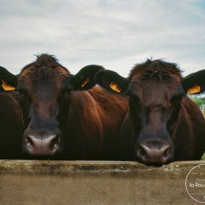 ELEVAGE DE LA ROUSSELIÈRE