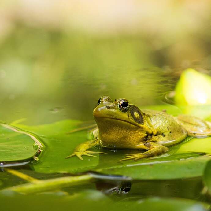 DECOUVERTE DES AMPHIBIENS