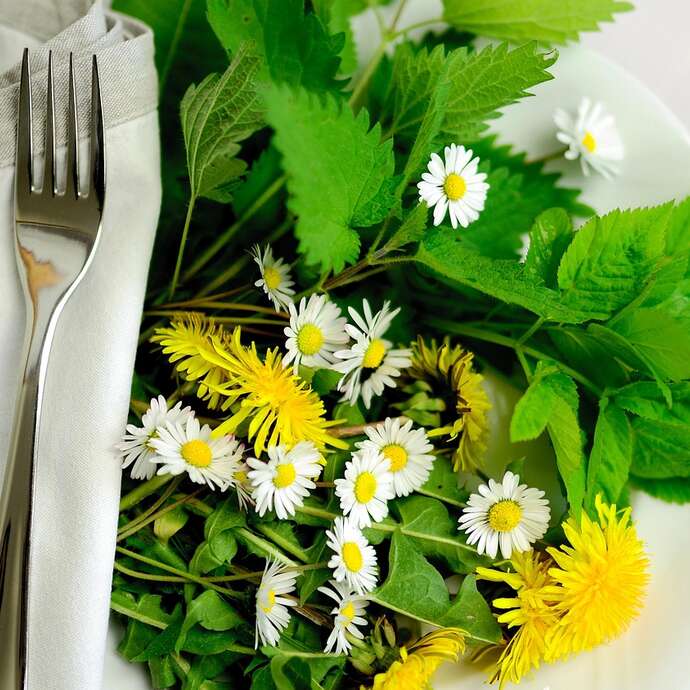 SORTIE NATURE SUR LES PLANTES COMESTIBLES AVEC LE CPIE MAYENNE
