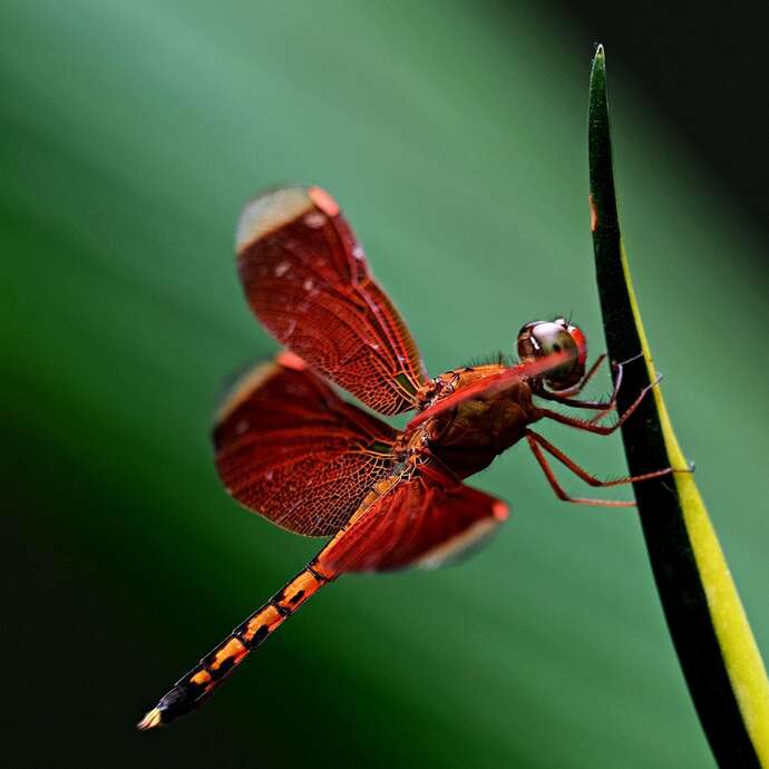 LES FEES DE L'AIR ET DE L'EAU