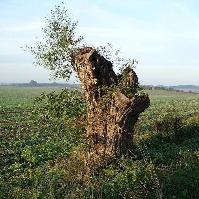 TROGNES ET PIQUE-PRUNES