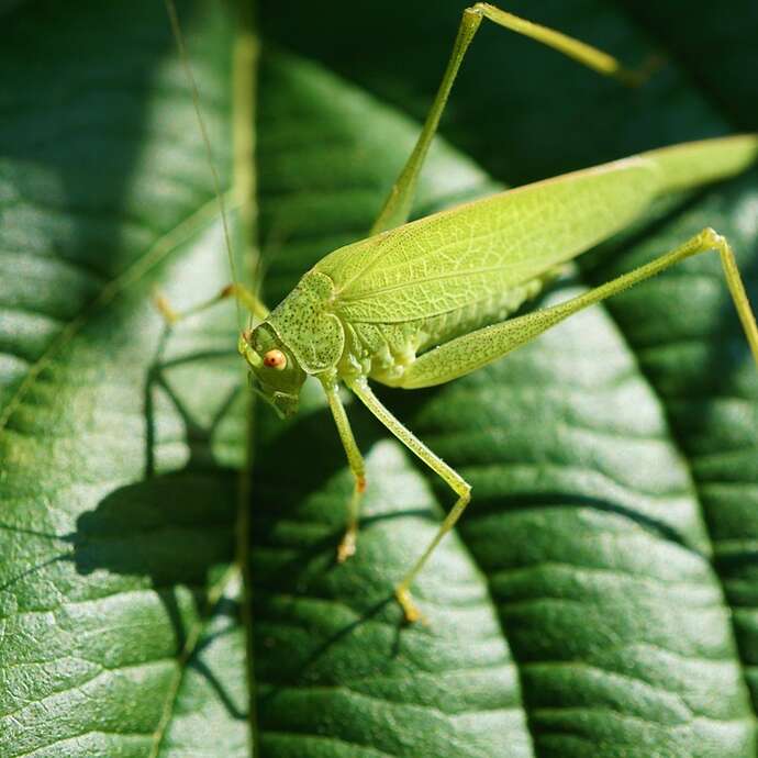 CRIQUETS, SAUTERELLES ET AUTRES INSECTES MECONNUS