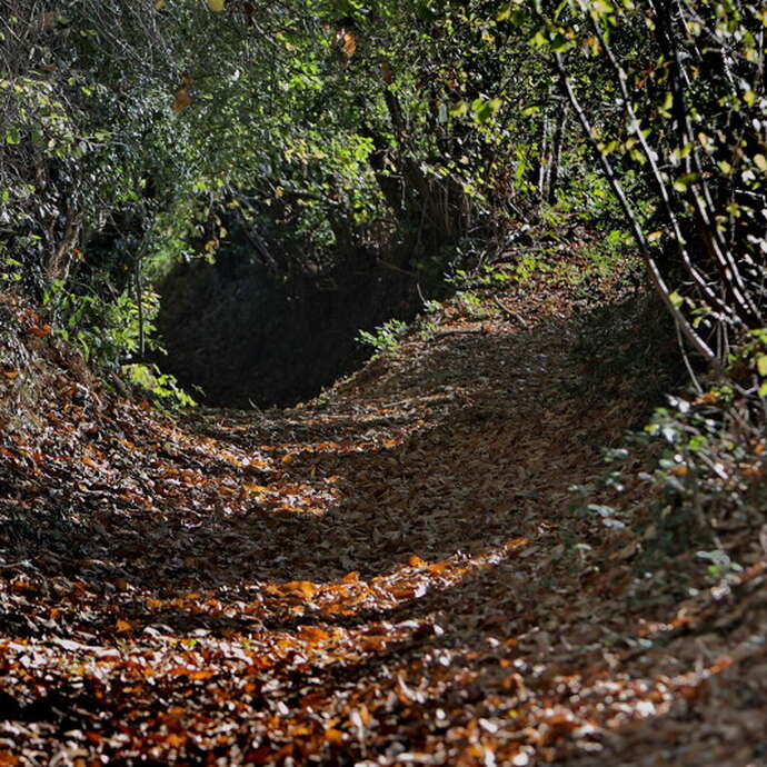 PIERRES, FEUILLES, PINCEAUX