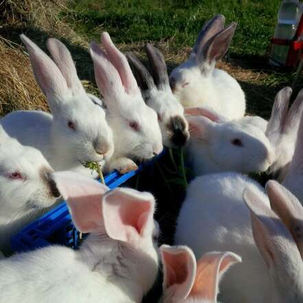 ÉLEVAGE DE LAPINS CERTIFIÉS BIOLOGIQUES