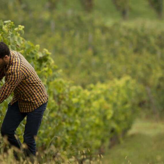 Dégustation de vins régionaux