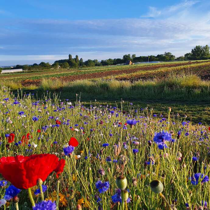 La cueillette de Bretignolles