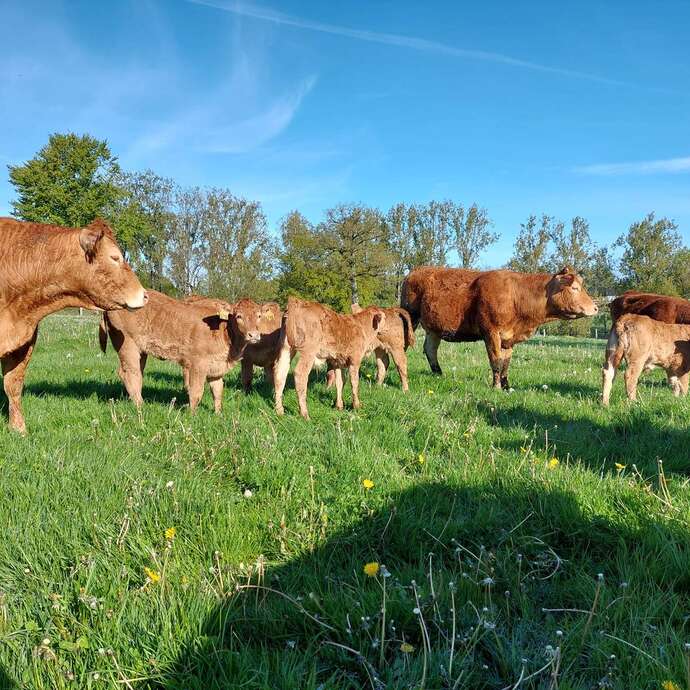 Viande bovine fermière - La Fermélaine