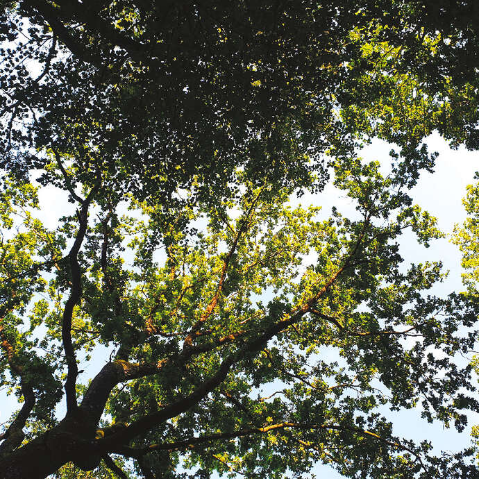 Le Royaume des grands arbres - Cie Canopée / Théâtre Les 3 Chênes