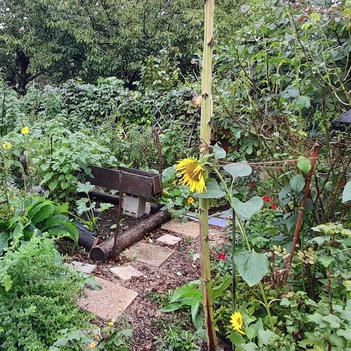 Visite jardin au naturel