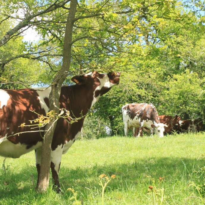 MOIS DU CLIMAT : L'ARBRE, UNE RESSOURCE POUR L'AGRICULTURE