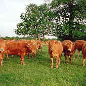 LES PATURES : VIANDE DE BOEUF