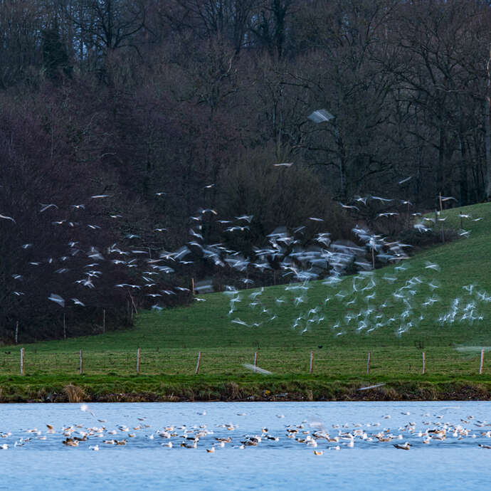 Grand comptage des oiseaux