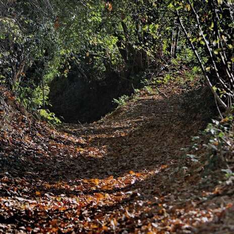 PIERRES, FEUILLES, PINCEAUX