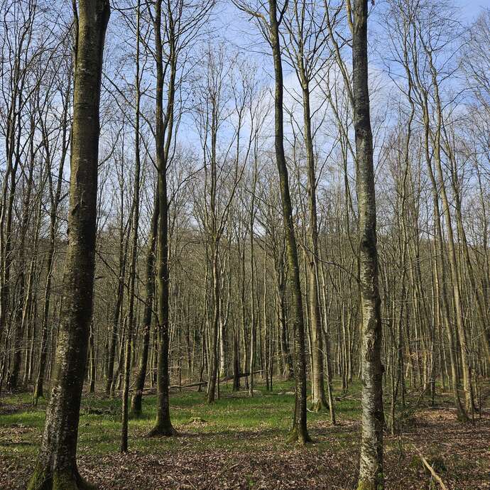 Dans la peau d'un forestier - Expérience de martelage