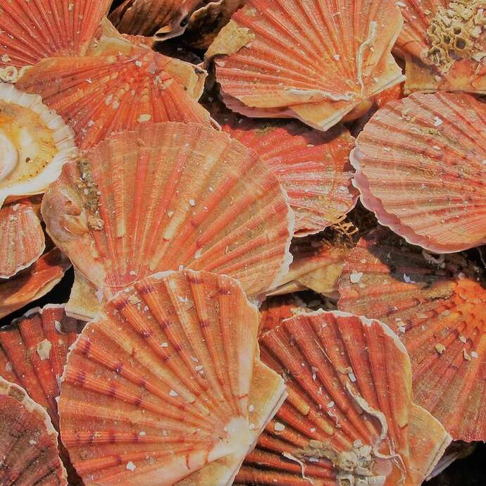 Soirée Coquilles St Jacques