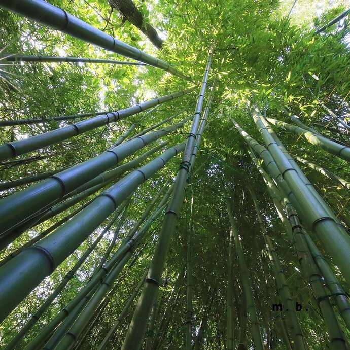 Visite guidée - Jardin jungle