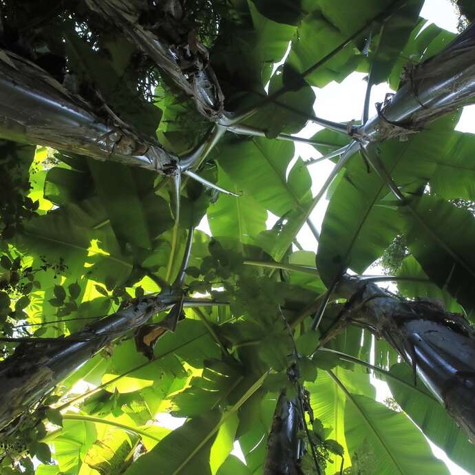 Visite guidée - Jardin jungle