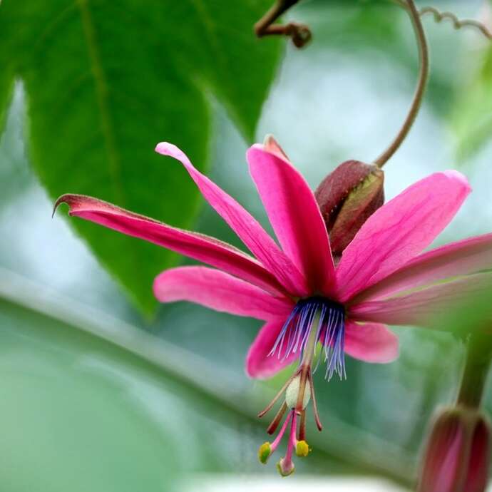 Visite guidée - Jardin jungle