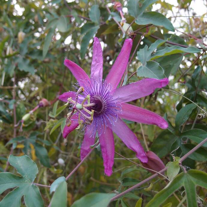 Visite guidée - Jardin jungle