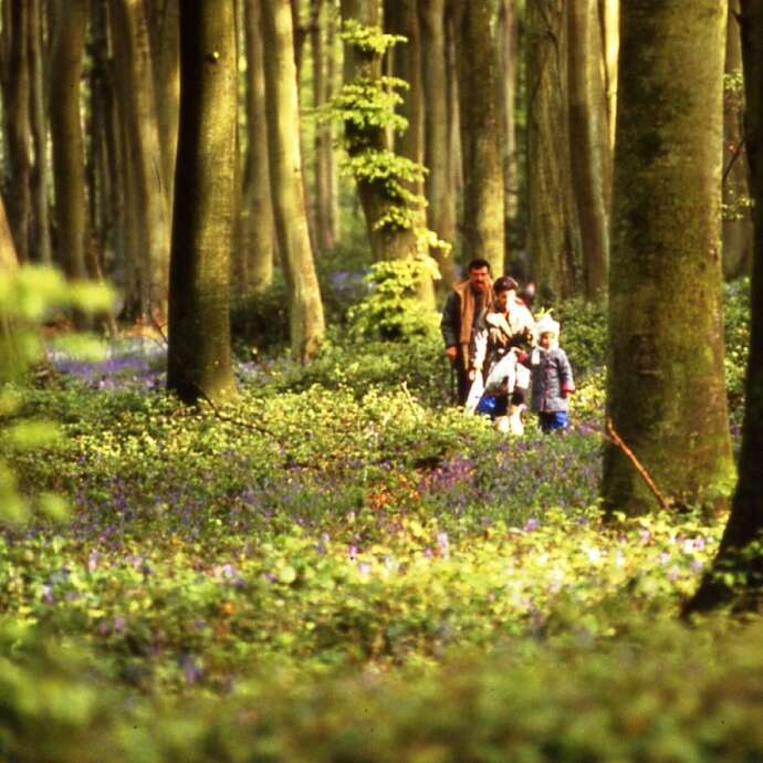 Dans la peau d'un forestier : le martelage