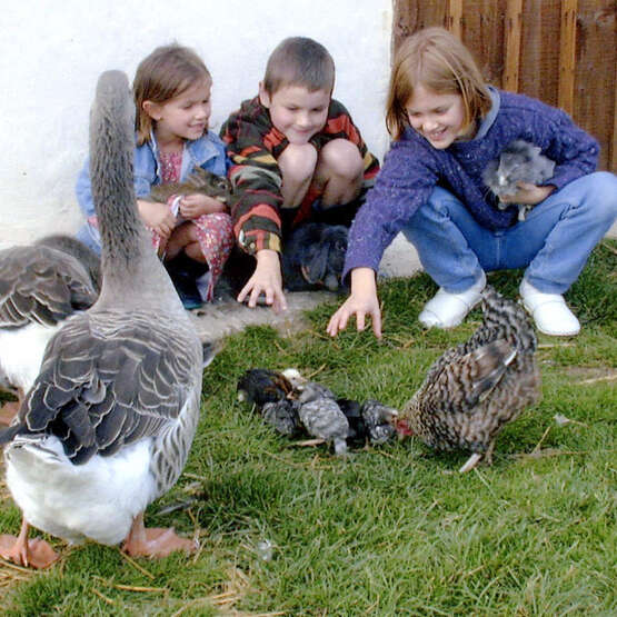 Gite de l'Arbalète pour enfant
