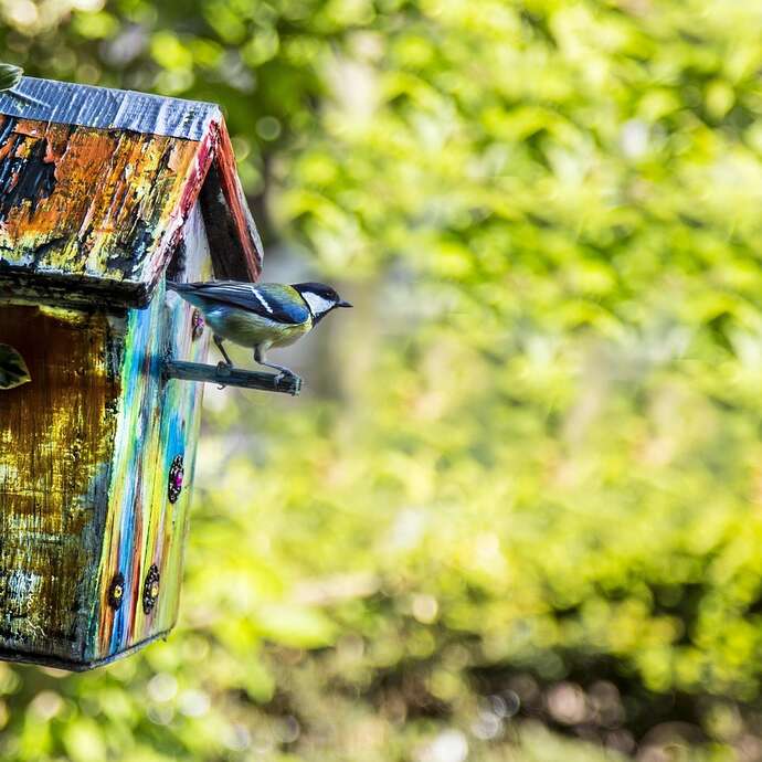 Atelier : Oiseaux et nichoirs