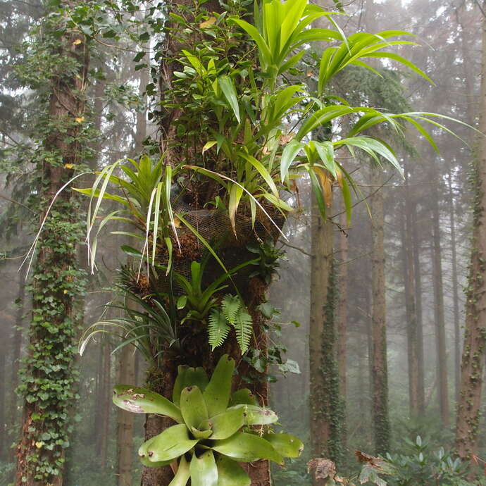 Visite guidée - Jardin jungle