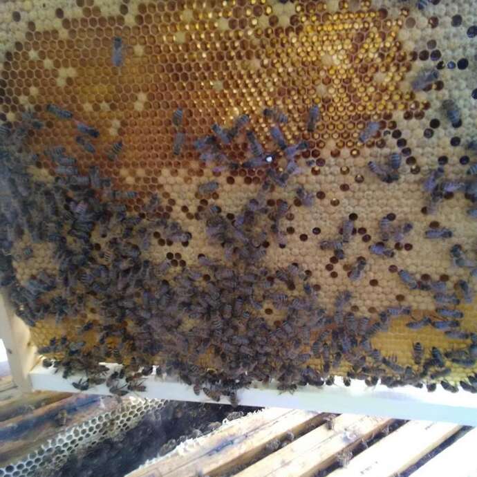 Apiculture Sénécal