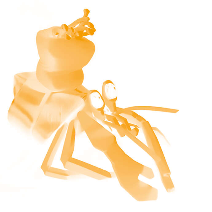 [Musique & Marionnettes] Coquille Diamant